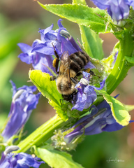 Bombus impatiens
