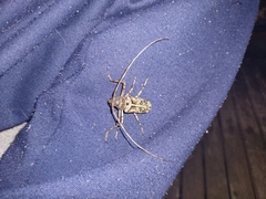 Macropophora accentifer