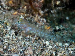 Vanneaugobius canariensis