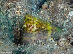 Conus canariensis