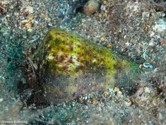 Conus canariensis
