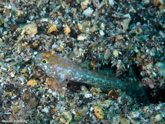 Vanneaugobius canariensis