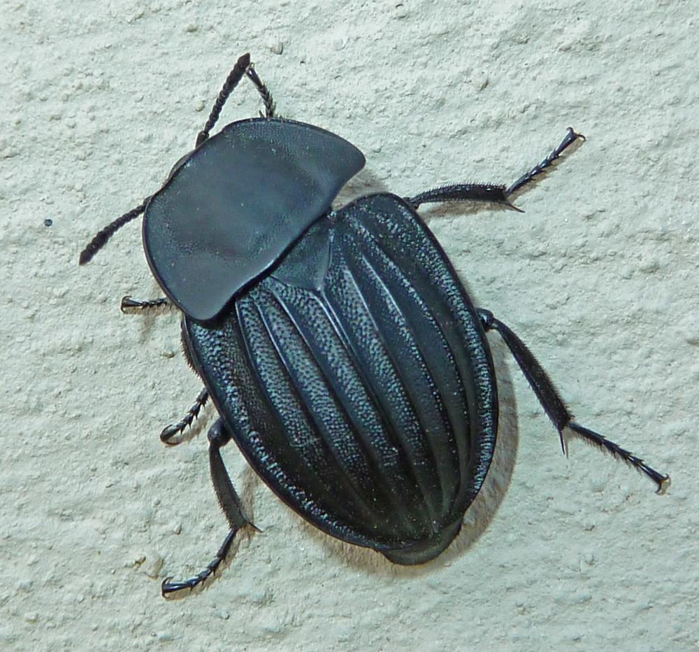Cape Carrion Beetle