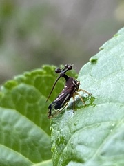Bocydium globulare