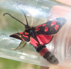 Zygaena anthyllidis