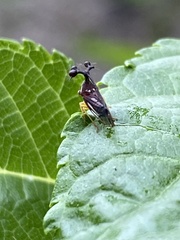 Bocydium globulare