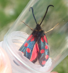 Zygaena anthyllidis