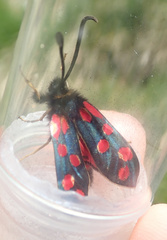 Zygaena anthyllidis