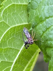 Bocydium globulare