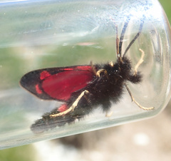 Zygaena anthyllidis