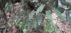 Asplenium praemorsum