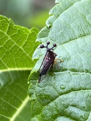 Bocydium globulare