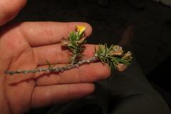 Aspalathus hirta hirta