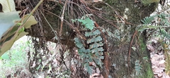 Asplenium praemorsum