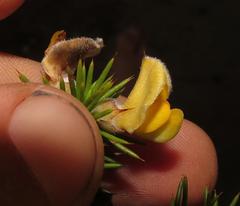 Aspalathus hirta hirta