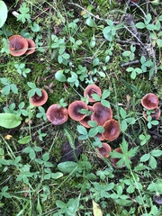 Lactarius badiosanguineus