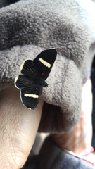 Melanis leucophlegma
