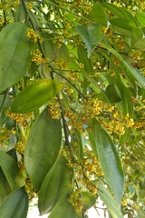 Cocculus laurifolius