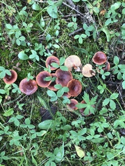 Lactarius badiosanguineus