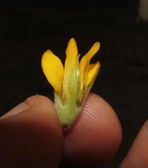 Aspalathus acanthes