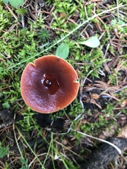 Lactarius badiosanguineus