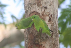 Forpus xanthopterygius