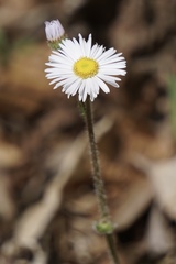 Erigeron pulchellus