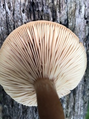 Lactarius badiosanguineus
