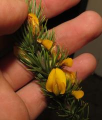 Aspalathus acanthes