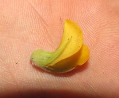 Aspalathus acanthes