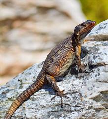 Pseudocordylus microlepidotus microlepidotus