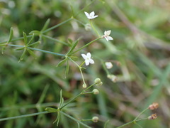 Galium pumilum