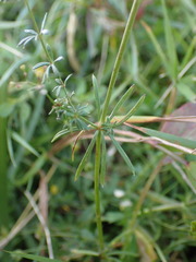 Galium pumilum