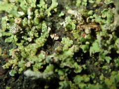 Bachmanniomyces punctum