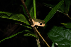 Pithecopus palliatus