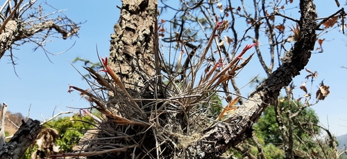 Gallito (Tillandsia schiedeana)