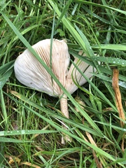 Melanoleuca verrucipes