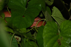 Oxyrhopus melanogenys