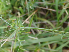 Galium pumilum