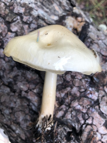 Representative image of Zhuliangomyces