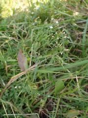 Galium pumilum