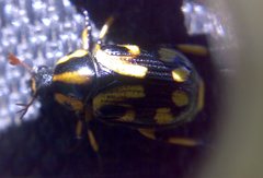 Stripsipher orientalis