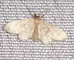 Idaea bonifata
