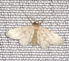 Idaea bonifata