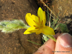 Hypoxis obtusa