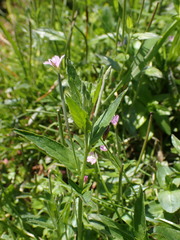 Epilobium obscurum