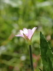 Epilobium obscurum