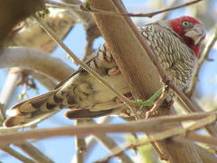Amadina erythrocephala