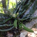Taeniophyllum marianense - Photo (c) Andria Kroner,  זכויות יוצרים חלקיות (CC BY-NC), הועלה על ידי Andria Kroner