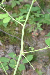 Neolasioptera nodulosa